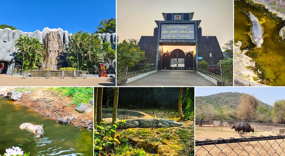 Arignar Anna Zoological Park