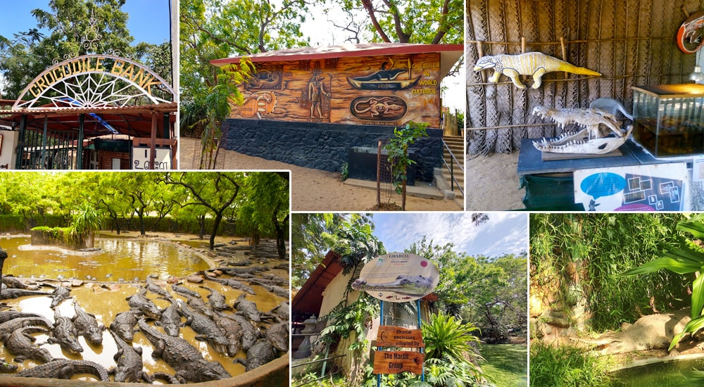 The Madras Crocodile Bank